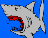 Desenho Tubarão pintado por kiko