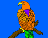 Desenho Águia num ramo pintado por tar