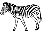 Desenho Zebra pintado por rafaela