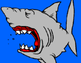 Desenho Tubarão pintado por joao