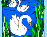 Desenho Cisnes pintado por Gabriele