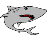 Desenho Tubarão pintado por joje 