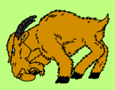 Desenho Cabra aborrecida pintado por pedro