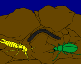 Desenho Vários insectos pintado por pedro