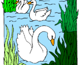 Desenho Cisnes pintado por gui