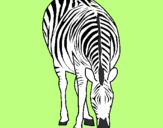 Desenho Zebra pintado por tigresa