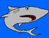 Desenho Tubarão pintado por junior
