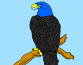 Desenho Águia num ramo pintado por ana