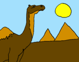 Desenho Camelo pintado por ana RITA