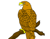 Desenho Águia num ramo pintado por luiz  fernando