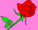 Desenho Rosa pintado por sielly