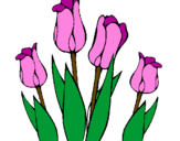 Desenho Tulipa pintado por silvana.01