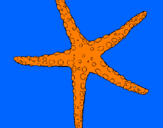 Desenho Estrelita do mar pintado por matiasvalle