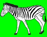 Desenho Zebra pintado por Clara vovó Shirley