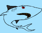 Desenho Tubarão pintado por NADIM45