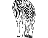 Desenho Zebra pintado por cine