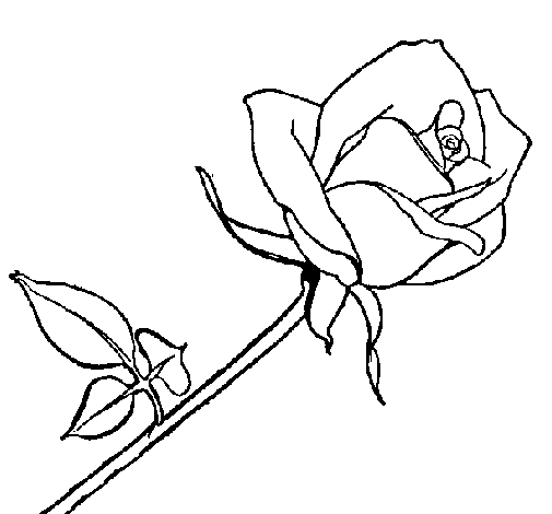 Desenho Rosa pintado por mae