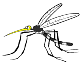 Desenho Mosquito pintado por zezinho