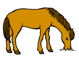 Desenho Cavalo a comer  pintado por HORSE