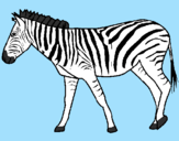 Desenho Zebra pintado por tigre