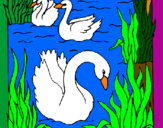 Desenho Cisnes pintado por MARIA