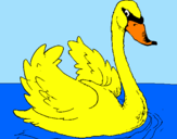 Desenho Cisne na água pintado por cisne amarelo