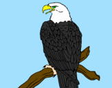 Desenho Águia num ramo pintado por pedro
