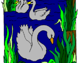 Desenho Cisnes pintado por Vini