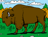 Desenho Búfalo pintado por Marcia
