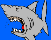 Desenho Tubarão pintado por Agata