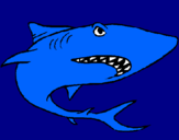 Desenho Tubarão pintado por BMX