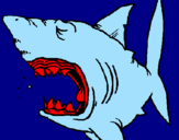 Desenho Tubarão pintado por emmerson