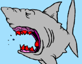 Desenho Tubarão pintado por eduardo