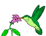 Desenho Colibri e uma flor pintado por Beija flor