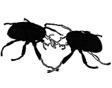 Desenho Escaravelhos pintado por Tobias