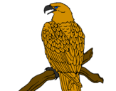 Desenho Águia num ramo pintado por rafael
