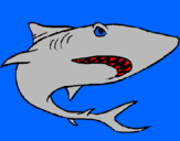 Desenho Tubarão pintado por carlos tubarão