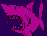 Desenho Tubarão pintado por gummy