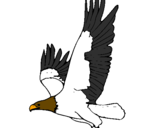 Desenho Águia a voar pintado por enzo de castro