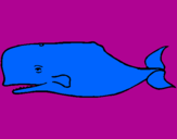 Desenho Baleia azul pintado por lulu
