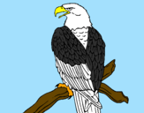 Desenho Águia num ramo pintado por joao