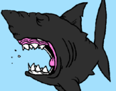 Desenho Tubarão pintado por Caique