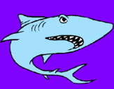 Desenho Tubarão pintado por miguel