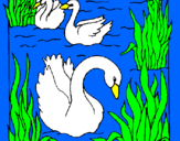 Desenho Cisnes pintado por Camila