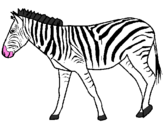 Desenho Zebra pintado por tar