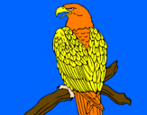 Desenho Águia num ramo pintado por pedro s