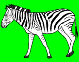 Desenho Zebra pintado por foca