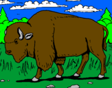 Desenho Búfalo pintado por gasparotto
