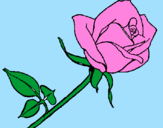 Desenho Rosa pintado por isabela  trojan