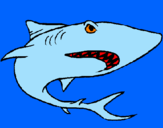 Desenho Tubarão pintado por igor